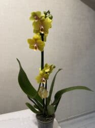 сколько стоят гипсофилы: Орхидеи сортовые в наличии.Цена от 800c-1600с.Бишкек — 12