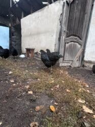 дом кошек: Продаю Куриц 
Порода Джерси гигант шестимесячные 
3 штуки 
Цена 900 — 7