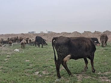 Продаю | Корова (самка) | Для разведения