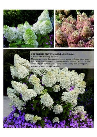 цветы гартензии: Гортензия! Шикарная Гортензия! Метельчатая, крупнолистная, древовидная — 6