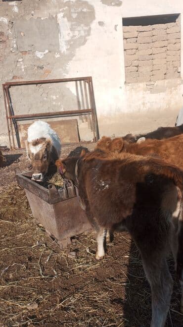 дойних коров: Продаю | Музоо, торпок | На откорм — 2