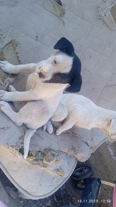 золотистый ретривер цена бишкек: Щенки французского бульдога бесплатно очновательные щенки ищут нового — 1