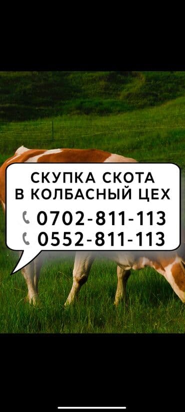 сельскохозяйственные животные продажа: Сатып алам | Уйлар, букалар, Жылкылар, аттар | Бардык шартта, Союлган, Күнү-түнү — 1