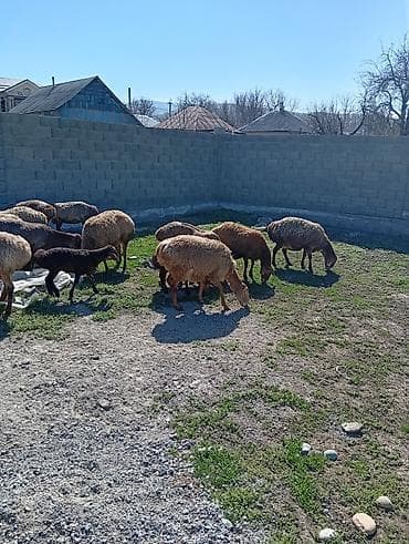 овцы арашан купить: Продаю | Овца (самка) | Арашан | Для разведения | Матка — 3