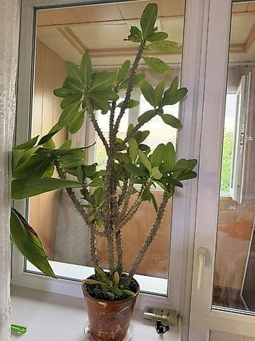 фиалки сортовые: Комнатные растения в горшках: 1) Молочай Миля (Euphorbia milii — 1