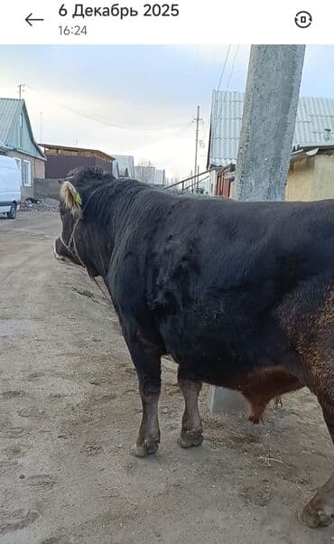 продажа домашних животных: Продаю | Бык (самец) | Швицкая | Для разведения, Для молока | Осеменитель, Искусственник — 6