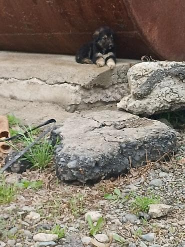 кошка кот: Щенки, похожие на немецкую овчарку Описание: - Помёт от собаки — 2