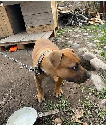 Питбуль, 5 месяцев, Самец, С родословной