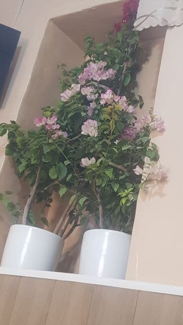 кел кел: БУГЕНВЕЛИЯ — 1