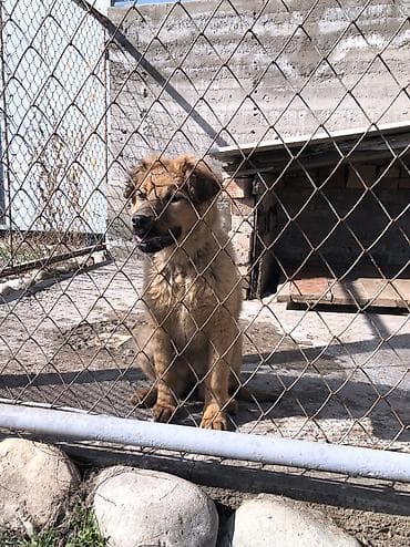 Продажа собак: Овчарка, 4 месяца, Самка — 10