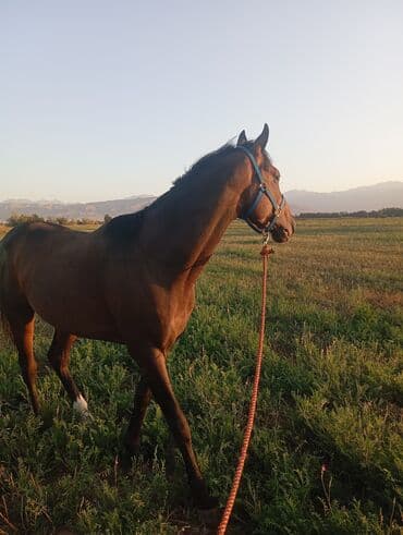 пойнтер купить: Продаю | Кобыла (самка) | Рабочий — 5