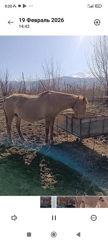 продаю баран сокулук: Сатам | Жылкы (эркек) | Аргын | Жумушка | Мерин — 6