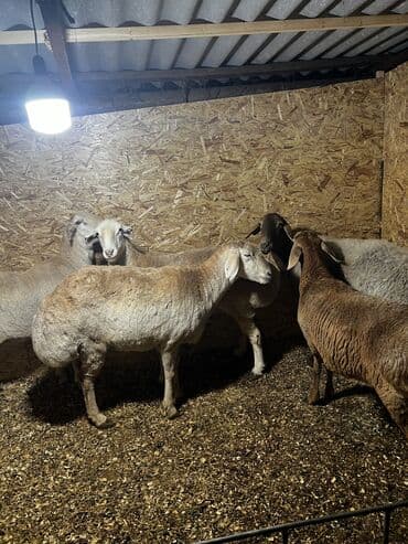 фелуцен для коров цена бишкек: Продаю | Баран (самец), Овца (самка) | Для разведения — 1