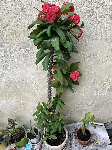 молочай миля: Молочай (Euphorbia milii, «Корона Христа») в горшке. - Высокий куст — 1