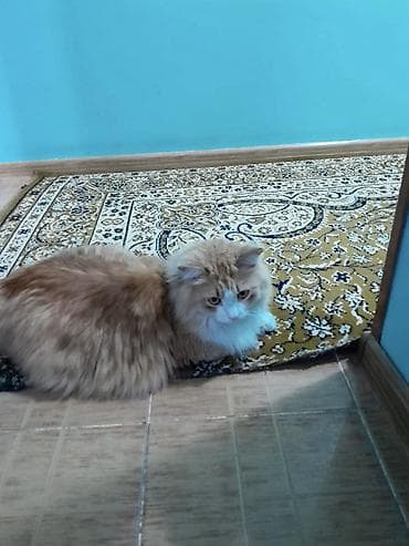 вислоухие котята фото цена: Мальчик — 1