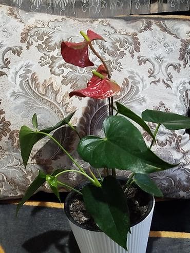 продам чеснок: Мужское счастье. Комнатное растение в горшке — антуриум (Anthurium) — 3
