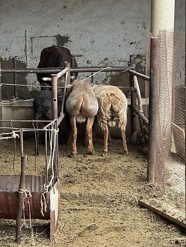 желчные камни крс бизнес: Продаю | Овца (самка) — 4