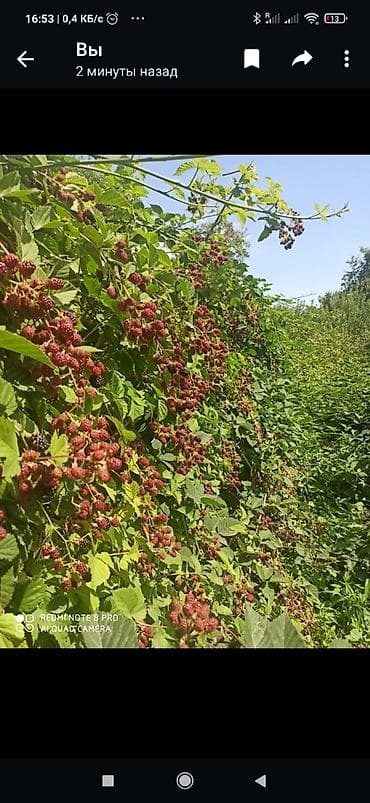 Уголь: Продается саженцы ежевики безщиповый урожайность высокий и — 5