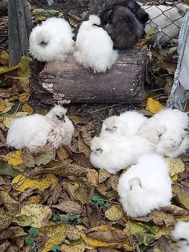 сут машинка: Продам китайский шелк кур петух — 2