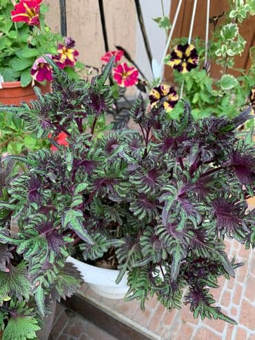 электроинструменты интернет магазин: Колеусы есть в стаканчиках и большие — 3