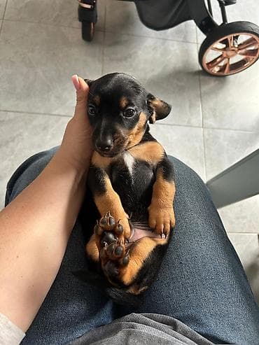 померанские шпицы купить: Щенок таксы мелкой породы, окрас черно‑подпалый. Описание: - — 2