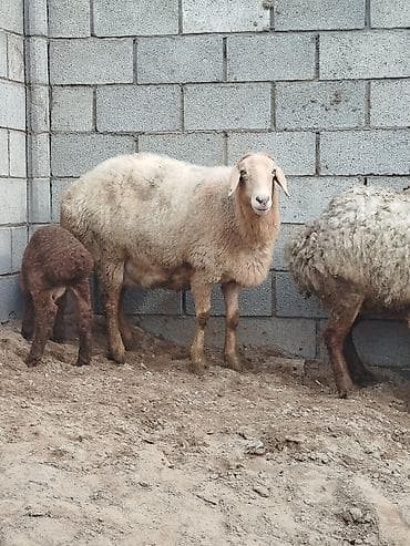 Продаю | Овца (самка) | Для разведения | Матка