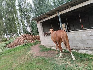 Животные: Продаю | Конь (самец) | Дончак | Для разведения, Рабочий, Конный спорт | Племенные — 2