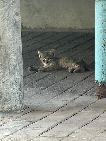 кошка серый: Котята полосатые (серо-коричневый и серый табби) - Порода: домашние — 3