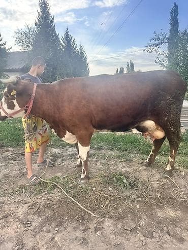 Животные: Продаю | Корова (самка) | Для молока — 1