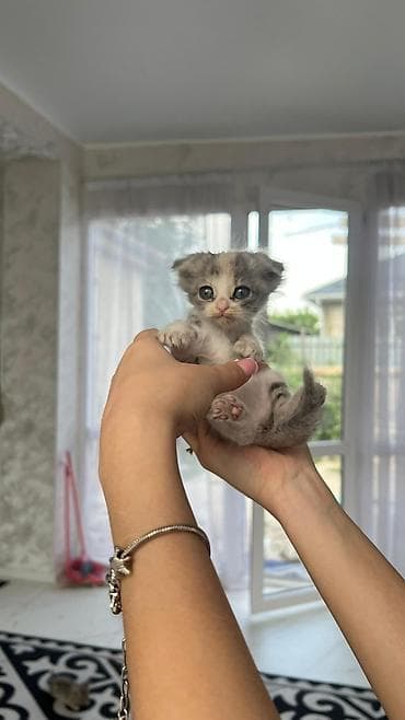 акит: Котёнок, девочка, окраса серо-бело-пятнистого (черепахового типа с — 2