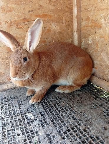 утки с утятами: Продаю | Крольчиха (самка) | Для разведения — 1