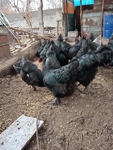 курица живая: Принимаю заказы на инкубационные яйца черных крупных кур .хорошо — 4