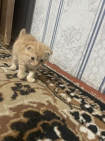 кошка кот: Скотиш Фолд (Шотландская вислоухая), 1 месяц, Мальчик, Рыжий, Приучена к лотку — 2