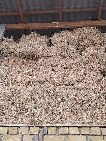 корм животным: 950 штук бар Таза беде 100% самовызов — 1