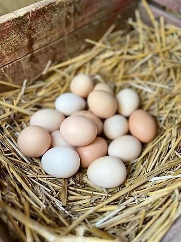 кара кум: Домашние куриные яйца

всегда свежие . 120 сом за десяток — 1