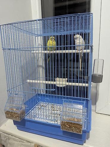 попугай волнистые: Волнистые попугаи с клеткой и аксессуарами. Комплектация: - Два — 2