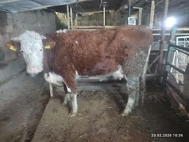 Башка жаныбарлар: Сатам | Уй (ургаачы) | Монбельярд | Сүт алуу үчүн — 3