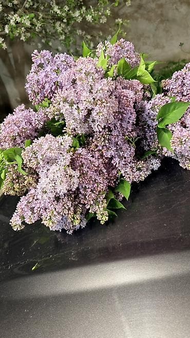 лаванда цветы: Огромный куст Сирени садовой,свежесрезанные душистые ветви. Вот такой — 4