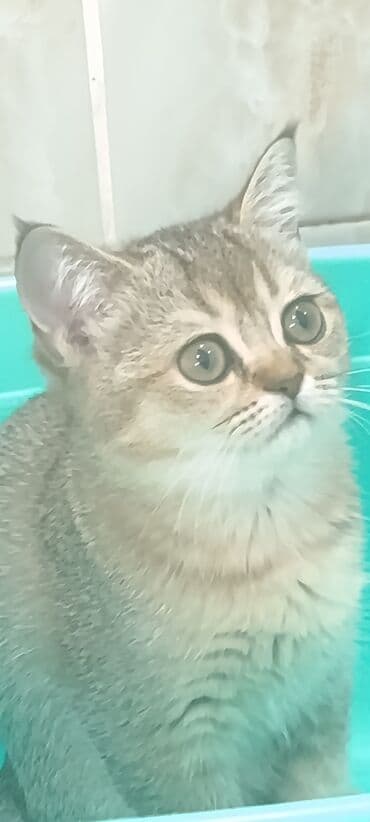 кошка домашний: Скотиш Страйт (Шотландская прямоухая), 2 месяца, Девочка — 1