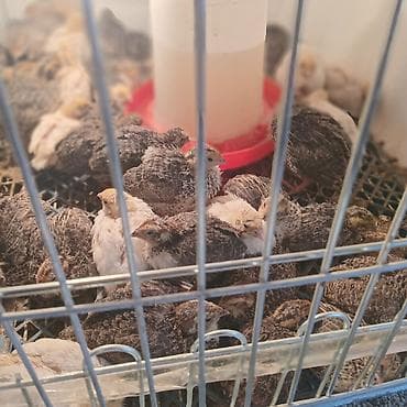 кукуруз продаю: Перепела-бройлеры (молодняк) - Вид: перепелята мясо-яичных кроссов - — 1