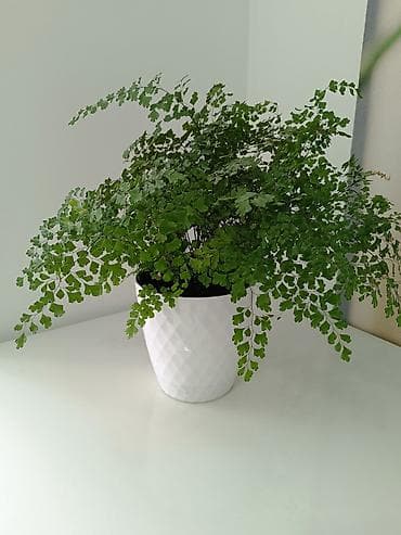 домашние растения: Адриантум (венерин волос) в керамическом кашпо - Домашний папоротник — 1