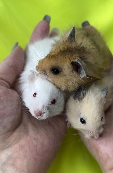 Продаются хомячки джунгарские, сирийские, ангорские пушистые хомячки