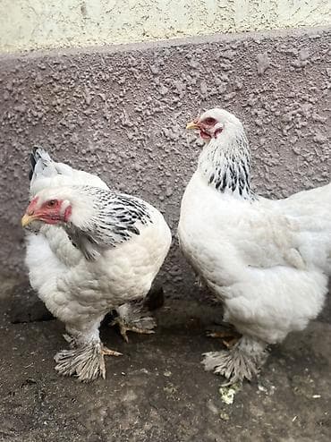 кури: Продаю | Куры, Инкубационные яйца | Брама | Для разведения — 7