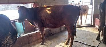 лабрадор ретривер цена: Продаю | Корова (самка) | Для разведения | Привязанные — 2