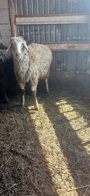 Баран, овца: Продаю | Овца (самка) — 1