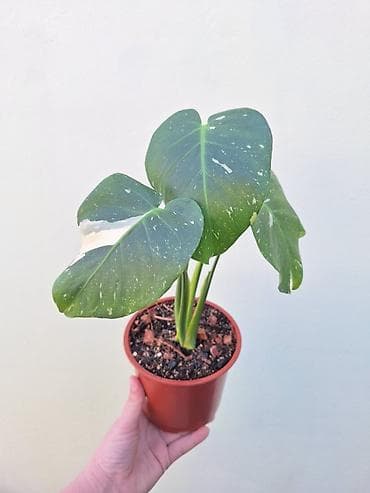 Вариегатная монстера "Тайское созвездие " - Размер: компактный