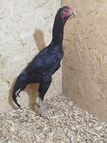 лоток для животных: Дакан короз сатылат алмашу жолдору бар адрес Заря Тынчтык конушу кочо — 1