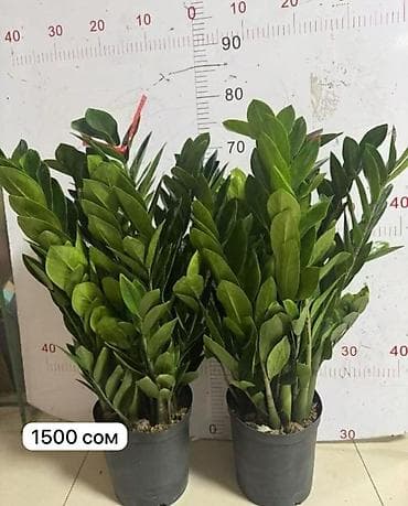 когти точка: Комнатные пальмы в горшках. 1) Саговник (Cycas revoluta) - Компактная — 6