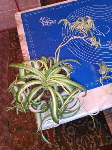 гидропоника купить: Хлорофитумы — 1