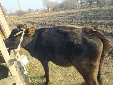 продам бу оборудование для птицефабрики: Продаю | Тёлка | Полукровка | На откорм | Отела не было — 2